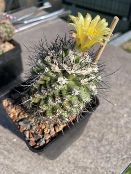 Copiapoa humilis